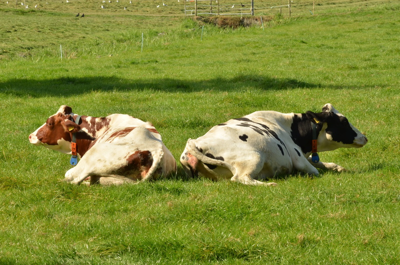 rural Scene, pets, animal, domestic Cattle, green color, animals And Pets, pasture, angry, roan, domestic, farm Animals, grass, land, group of animals