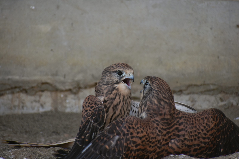 nature, brown, two animals, no people, quarrel, outdoors, bird, vertebrate, animal wildlife, raptor, kestrel, landscape, animals in the wild, wall - building feature