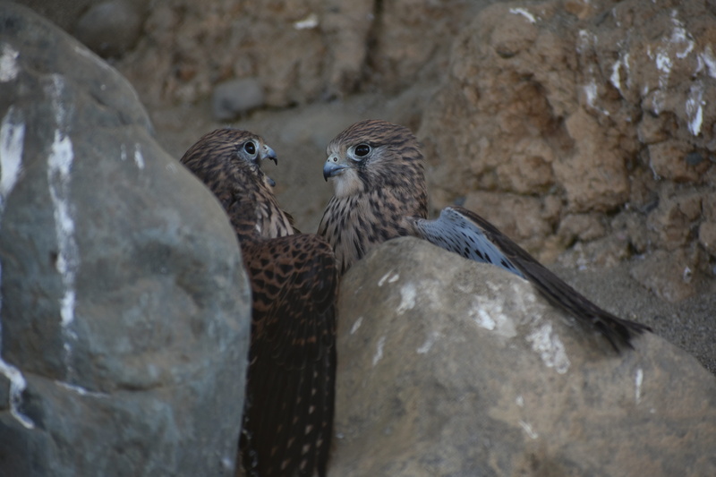 falconidae, animals in the wild, kestrel, wild animal, animal themes, no people, rock - object, bird of prey, animal, travel, raptor, spread wings, perching
