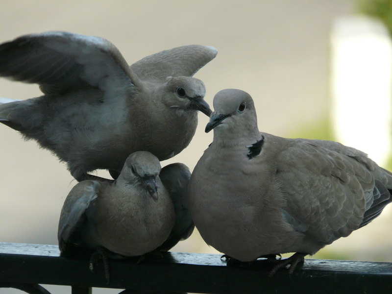 bird, 2K, close-up, animal family, Dove, animal wildlife, animals in the wild, no people, vertebrate, Birds, wood - material, day, beak, two animals, Quarrel