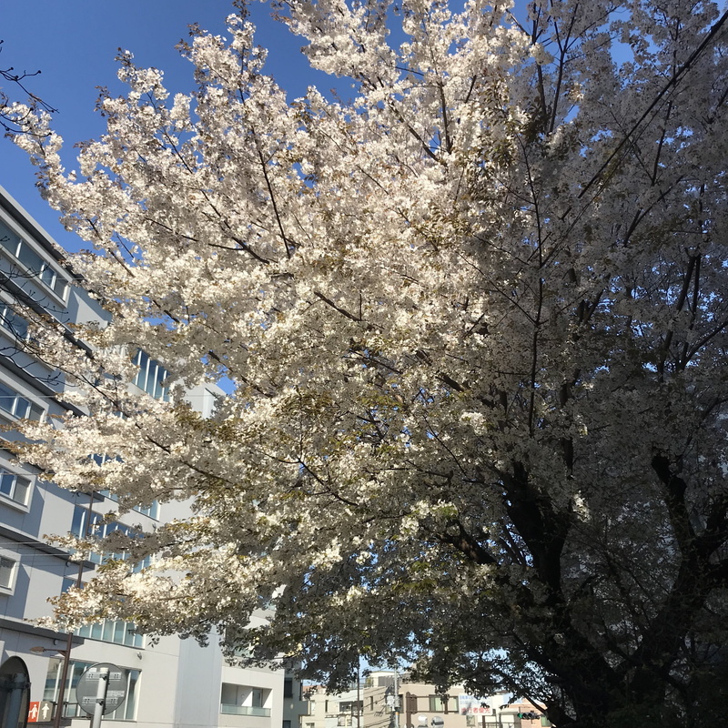 branch, quarrel, plant, freshness, low angle view, day, blossom, tree, outdoors, springtime, growth, building exterior, videos, architecture, built structure