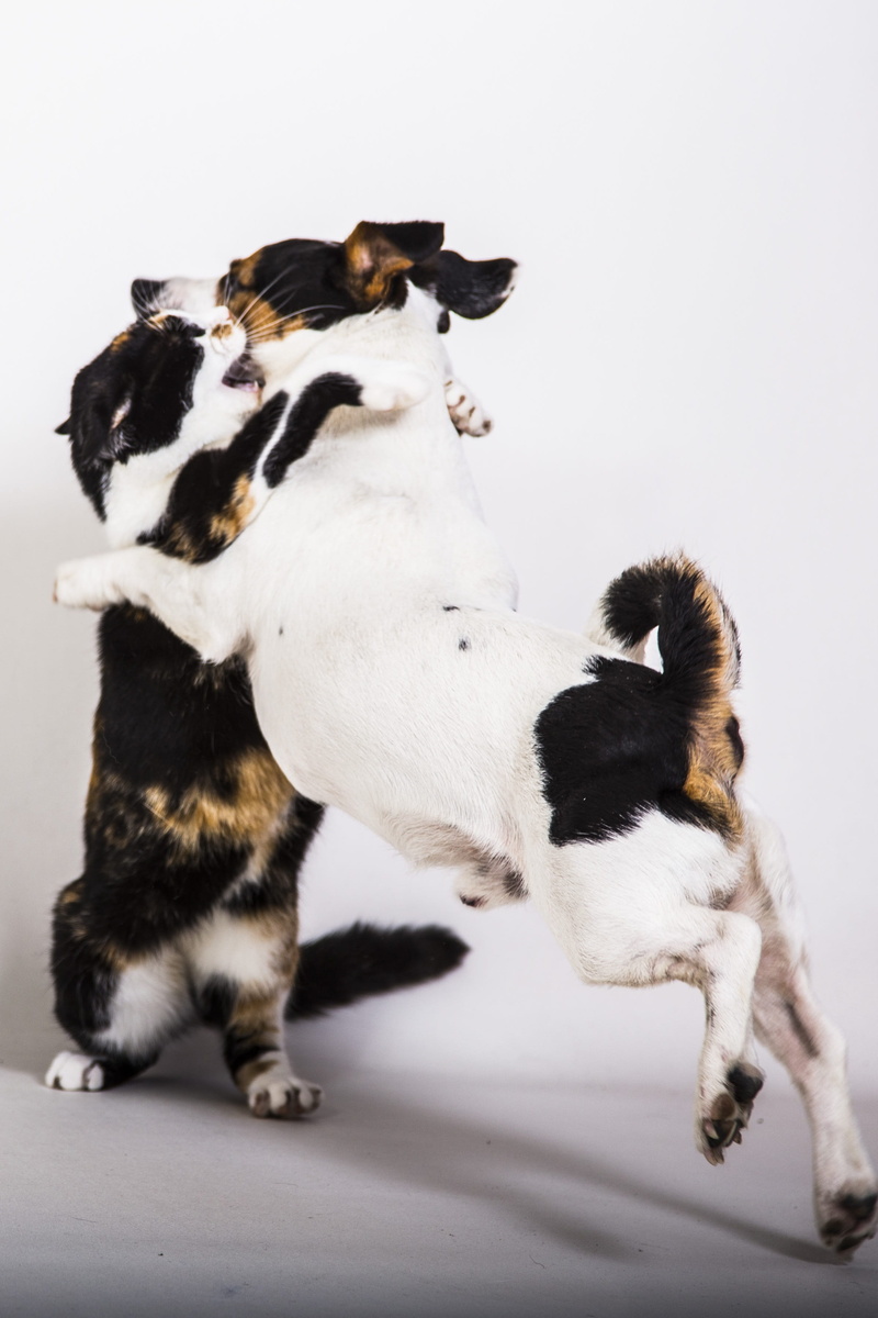 dog, feline, group of animals, no people, domestic, friendship, studio shot, two animals, Cat, jack russell terrier, Love, purebred Dog, indoors, 2K, small