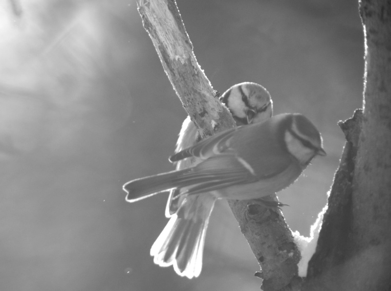 water, 4K, plant, adult, climbing, tree, White, young adult, Blue Tit, women, one person, emotion, Between, nature, lifestyles, outdoors, Black, full length