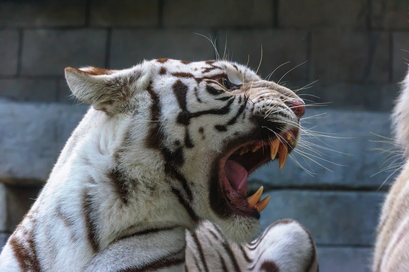 no people, Roar, white, white tiger, animal, animal themes, animal wildlife, Threat, animal head, aggression, big cat, wild, roaring, rage, close-up, outdoors