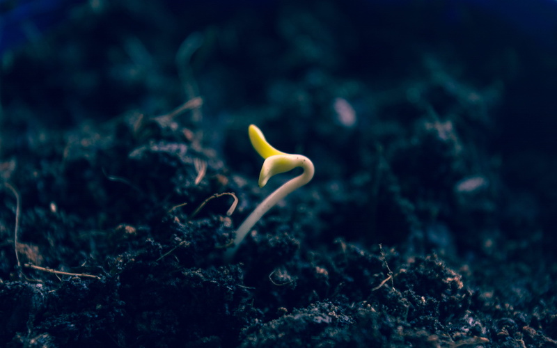 environment, animals in the wild, 4K, animal wildlife, land, pot, cotyledon, one animal, outdoors, marihuana, yellow, plant, sea, marine, close-up, underwater