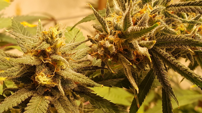 5K, marihuana, food, cannabis, growth, beauty in nature, cactus, succulent plant, nature, green color, plant part, flowering plant, grow, close-up, food and drink