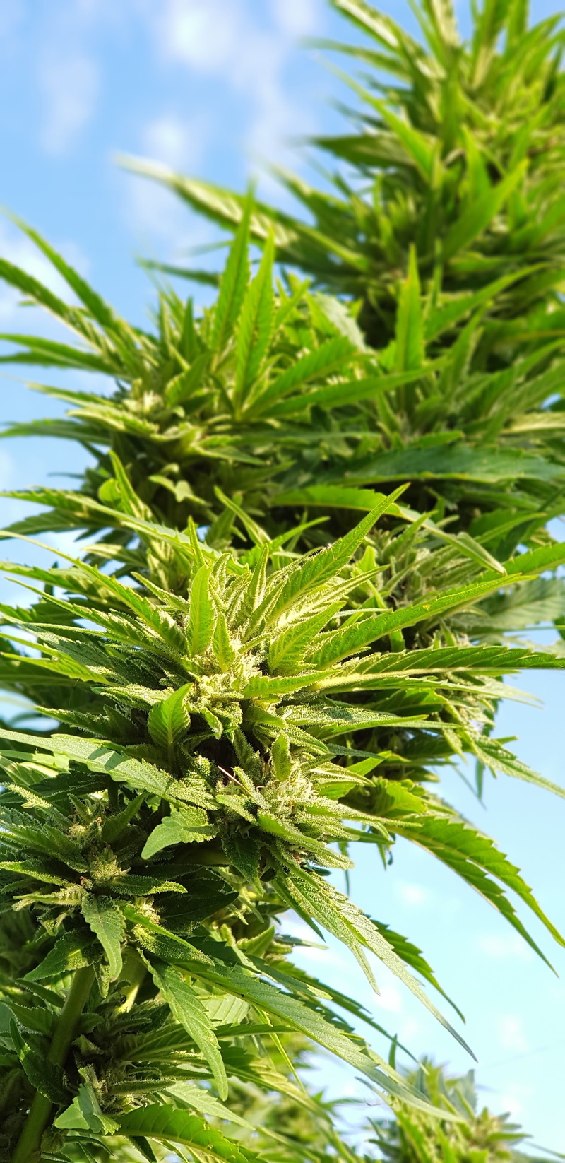 leaf, sky, close-up, tranquility, marijhuana, beauty in nature, drugs, day, weed, outdoors, 4K, tree, plant part, coniferous tree, freshness, healing