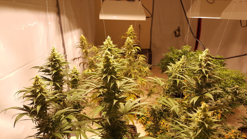 nature, marijuana - herbal cannabis, no people, leaf, tree, 5K, plantation, beauty in nature, food and drink, plant, marihuana, growth, alternative medicine