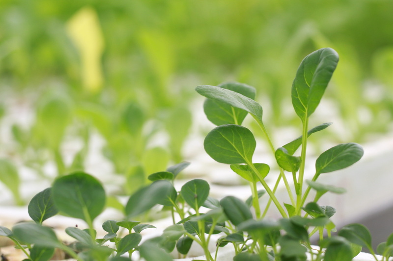 herb, growth, plant part, green color, 5K, land, leaf, close-up, food, focus on foreground, vegetables aeroponics, food and drink, outdoors, beginnings
