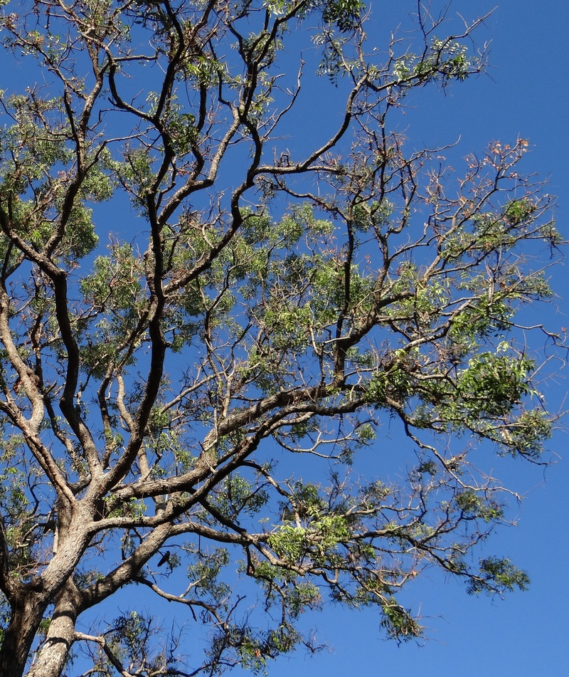 clear sky, organic, leaves, no people, blue, azadirachta indica, low angle view, plant, tranquility, day, green color, trunk, branches, branch, tree canopy