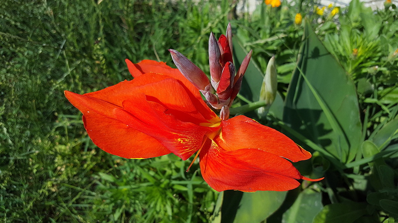 tropical, vibrant color, plant part, pollen, 5K, no people, fragility, close-up, floral, canna, flower, beauty In Nature, garden, plant, orange color