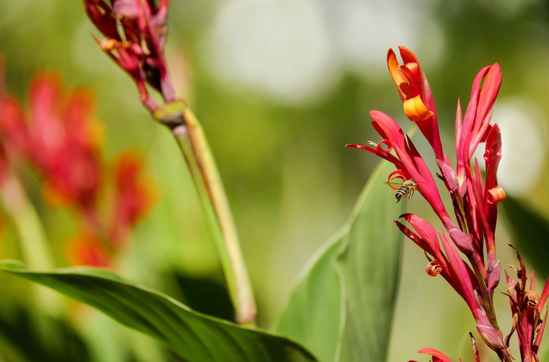 close-up, bright, outdoors, leaf, nature, plant, growth, garden, bud, focus on foreground, day, flowering plant, botany, bloom, canna, beauty in nature