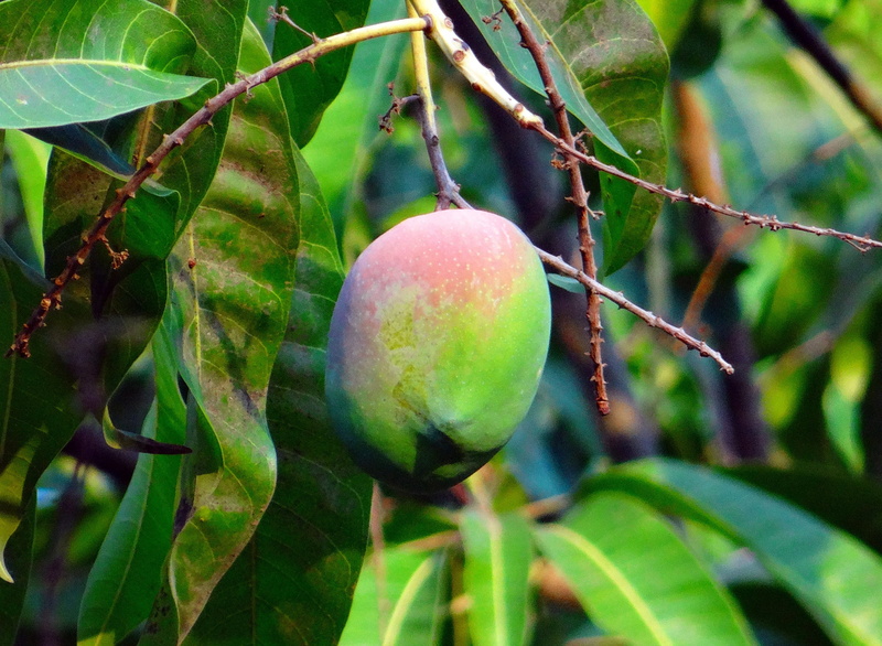green color, about ripe, nature, fruit tree, day, agriculture, no people, dharwad, tropical fruit, ripe, close-up, tree, plant part, 2K, india, branch