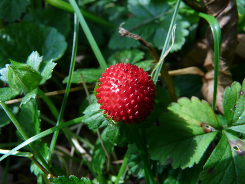 food and drink, green color, beauty in nature, close-up, red, indian translucent strawberry, ornamental plant, leaf, sepal, plant, healthy eating, freshness