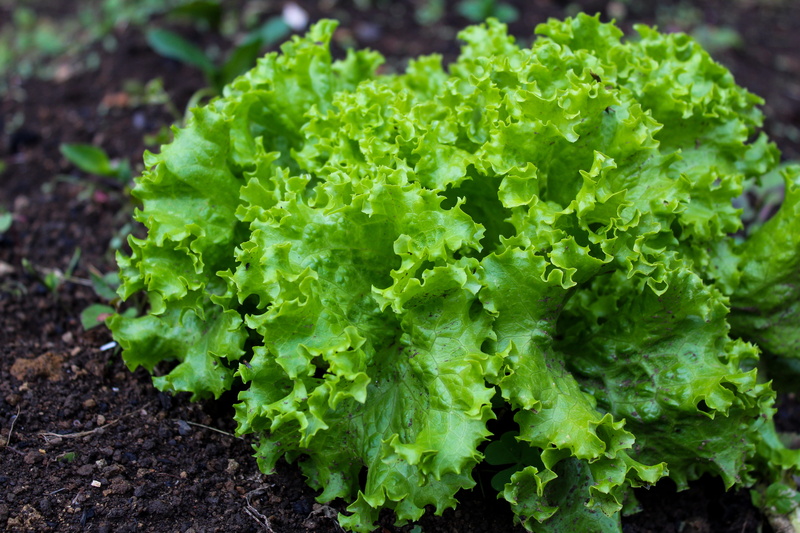 close-up, 5K, lactuca sativa, focus on foreground, healthy, salad, growth, land, no people, day, freshness, harvest, farm, plant, vegetable, leaf, healthy eating