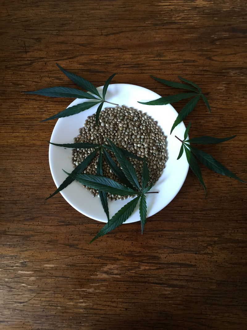 2K, ingredient, still life, leaf, nutritious, indoors, table, hemp seeds, natural, food, food and drink, directly above, freshness, high angle view, no people