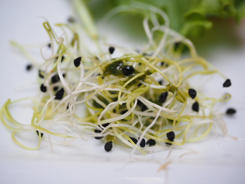 no people, healthy, seedlings, plant, gourmet, saat-alfalfa-sprouts, alfalfa-sprouts, close-up, selective focus, wellbeing, vegetable, alfalfa sprouts