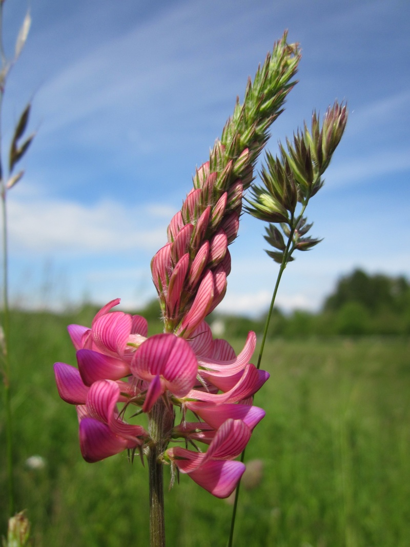nature, inflorescence, focus on foreground, wildflower, onobrychis viciifloia, flower, onobrychis sativa, plant, pink color, flora, species, beauty in nature