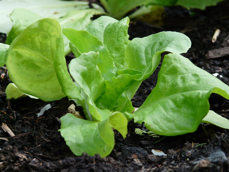 nature, farm, green Color, dirt, 2K, growth, field, green, cultivated, Lactuca Sativa, land, organic, vegetable Garden, close-up, earth, gardening, agriculture