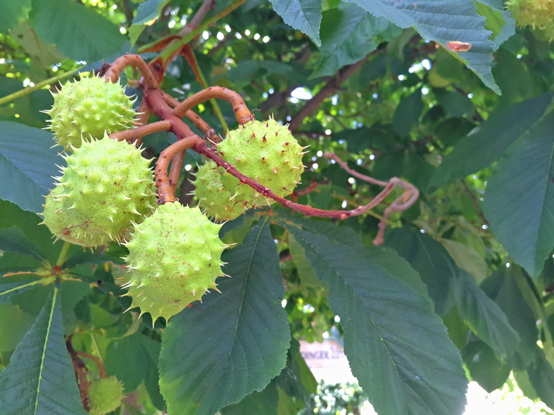 growth, summer, beauty in nature, no people, tree, leaf, branch, close-up, leaves, outdoors, fruit, low angle view, focus on foreground, castanea, day