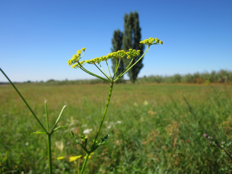 wild, flora, rural scene, parsnip, blue, meadow, pastinaca sativa, sky, no people, day, growth, beauty in nature, clear sky, crop, inflorescence, flower