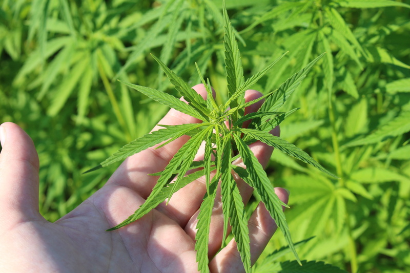 day, green color, of young cannabis, human body part, hemp plant, body part, finger, human hand, hemp in austria, 5K, hand, human finger, beauty in nature