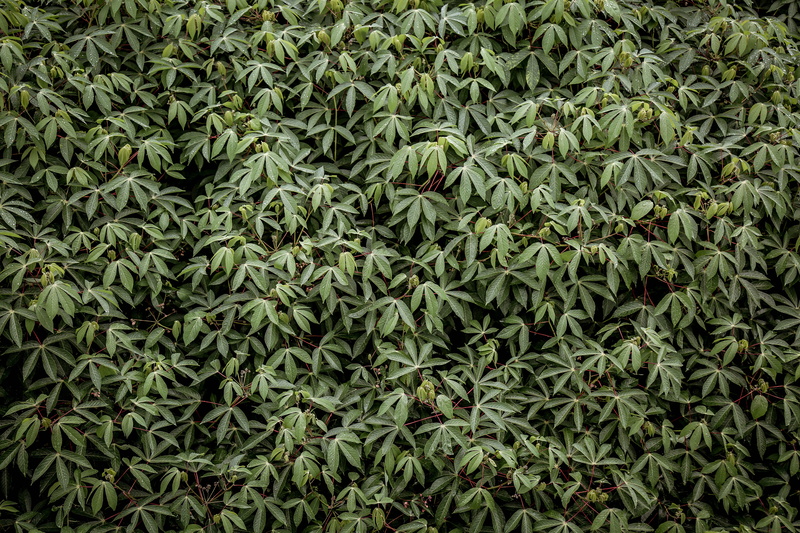 nature, close-up, tree, 5K, freshness, plant, rows, full frame, food, Cannabis Sativa, land, pattern, outdoors, aerial photography, healthy eating, textured