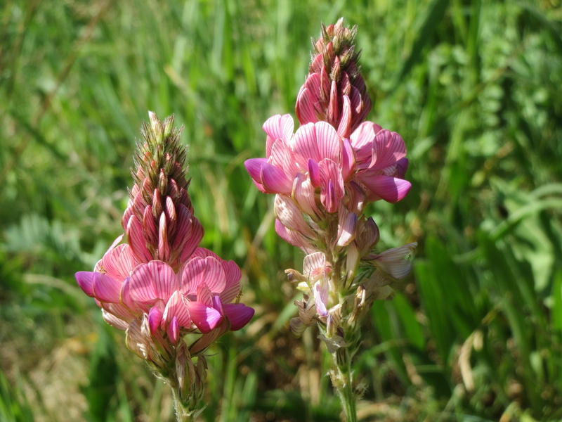 wildflower, nature, petal, flora, focus on foreground, flowering plant, outdoors, no people, beauty in nature, botany, fragility, green color, freshness