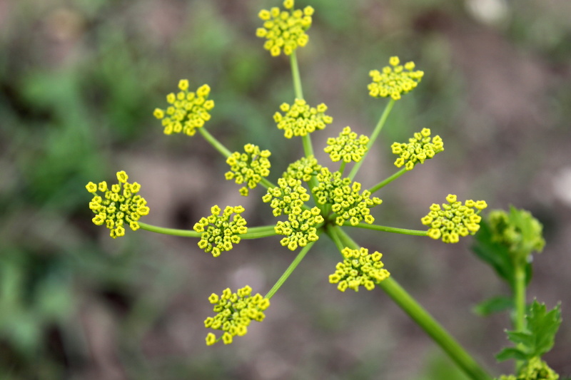 outdoors, pastinaca, green color, fragility, vegetables, flowering plant, 4K, freshness, close-up, medicine, food, sativa, plants, parsnip, directly above