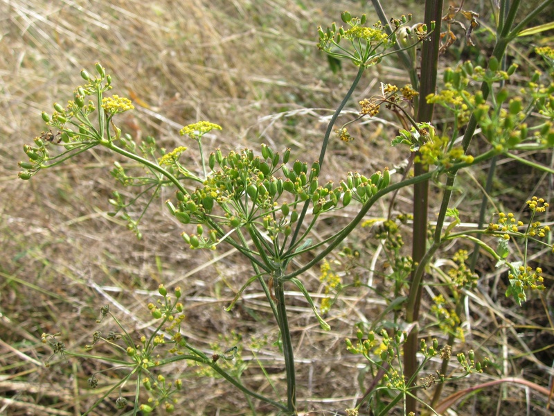 branch, bloom, focus on foreground, day, plant, field, beauty in nature, flora, green color, nature, parsnip, growth, 2K, no people, plant stem, outdoors