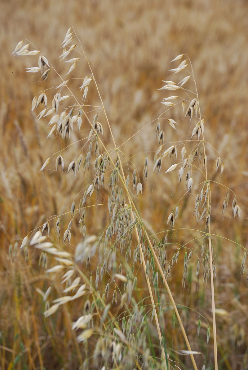 Oats, environment, field, foliage, Avena Sativa, Grain, grass, vegetation, organic, agriculture, botanical, dry, close-up, fragility, tranquility, horticulture