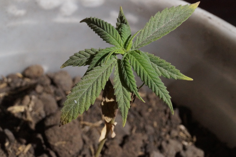 recreational drug, cannabis, ganja, sativa, plant, close-up, 4K, growth, grass, no people, herb, day, green color, marijuana - herbal cannabis, narcotic