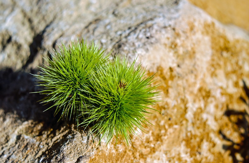 plant, animal, fruit, spiky, rock - object, prickly, spiked, 4K, chestnut, nature, rock, cactus, focus on foreground, outdoors, invertebrate, green, one animal