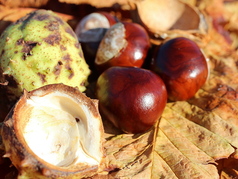 food, food and drink, castanea sativa, focus on foreground, plant part, forest fruit, brown, sleeve, fruit, chestnut, sunlight, leaf, shiny, autumn fruit