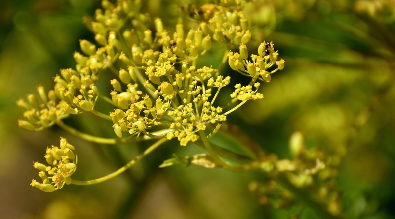 fragility, herb, outdoors, no people, flower head, day, plant, pastinaca sativa, beauty in nature, selective focus, food and drink, nature, food, summer