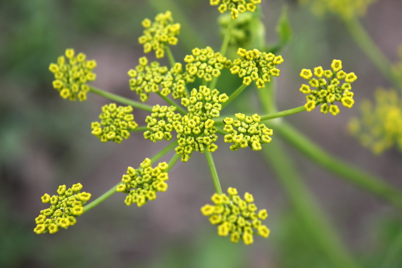 sativa, yellow, vulnerability, plant part, leaves, nature, healthy eating, pastinaca, day, leaf, fragility, green color, parsnip, growth, flower head, outdoors