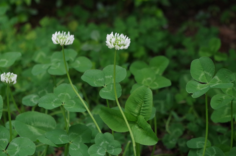 no people, vulnerability, growth, flowering plant, close-up, focus on foreground, green color, four-leaf clover, land, 4K, nature, outdoors, flower head