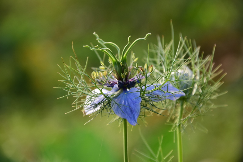 animal, damask black cumin, black cumin, purple, animals in the wild, plant, pollination, bloom, blossom, 5K, vulnerability, invertebrate, no people, animal themes