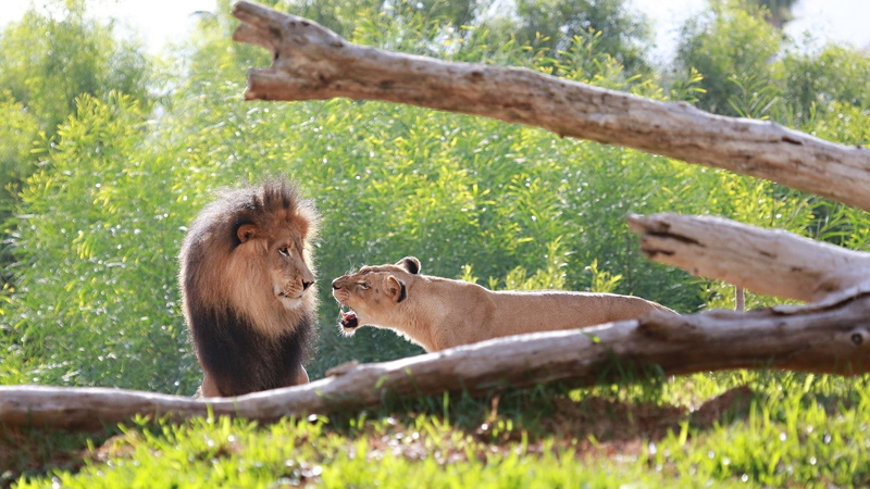 lions, couple, muzzle, lion, lioness, 1080P, mane, roar, family, quarrel