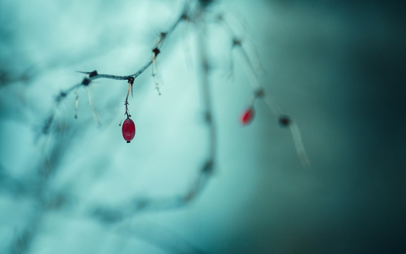 oval, selective focus, plant, outdoors, cold temperature, water, close-up, depth of field, red, no people, nature, winter, day, focus on foreground, 1080P