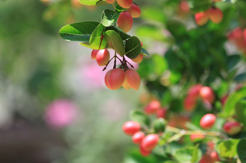 pink, fruitk, rowanberry, fruit, food, no people, plant part, green color, outdoors, tree, macro, red, close-up, beauty in nature, healthy eating, nature