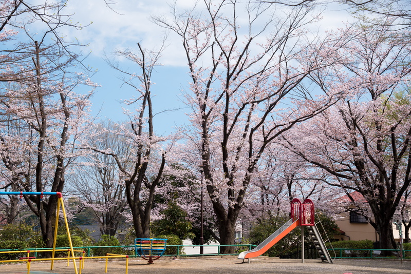road, idyllic, slide - play equipment, landscape, springtime, tree branches, delicate, sakura, tranquil, cherry blossoms, empty, tree, growth, blooming