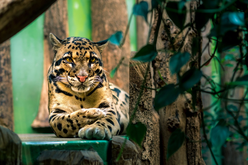 beautiful, cat, beast, predators, praha, big, wild, nature, whisker, undomesticated cat, big cat, sitting, endangered, vertebrate, mammal, no people, endangered species