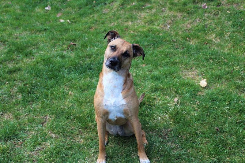 puppy, pets, land, grass, field, domestic, nature, 4K, black mouth cur, rescue, rescue dog, outdoors, black, mammal, no people, vertebrate, love, brown