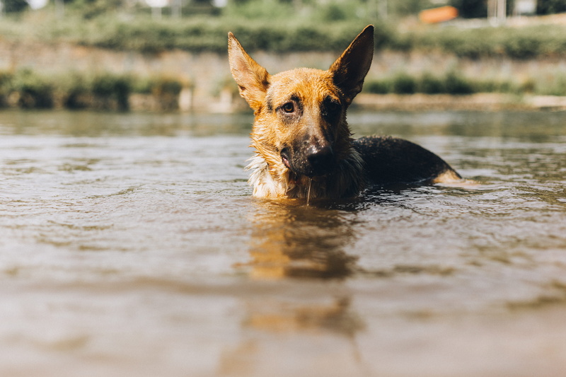 dog, wet, 5K, outdoors, nature, water, dog bathing, mutt, domestic, one animal, purebred dog, lake, kira, big dog, dog on river, motion, dog swimming