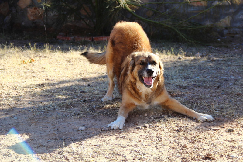 outdoors, domestic animals, facial expression, no people, playful dog, dog, brown, mutt, nature, mouth, sunlight, pets, mammal, 4K, day, field, domestic