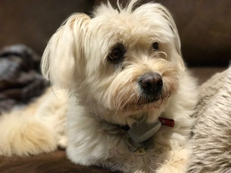 no people, rescue dog, animal hair, pet, mammal, white color, puppy, hair, canine, animal head, vertebrate, small, portrait, cute, looking at camera, animal themes