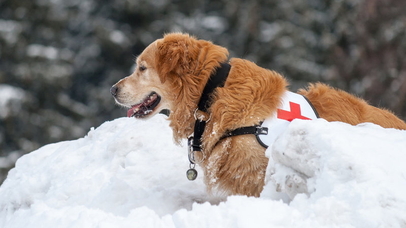 golden retriever, 1080P, dog, winter, dog breed, working dog, snow, retriever, rescue dog