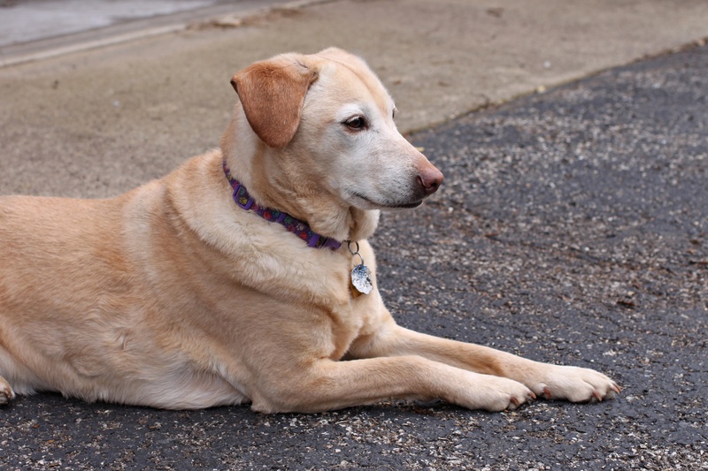 one animal, profile view, outdoors, pet collar, alert, road, vertebrate, canine, sitting, hybrid, rescue, relaxation, labrador, looking away, street, golden retriever
