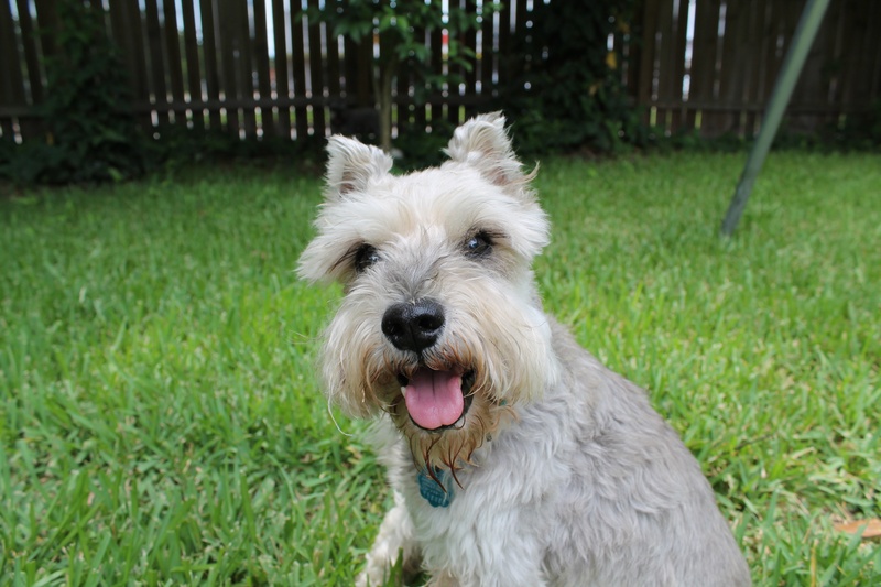 cute, no people, dog, panting, outdoors, nature, green color, vertebrate, schnauzer, rescue, facial expression, friendship, portrait, animal, field, domestic animals